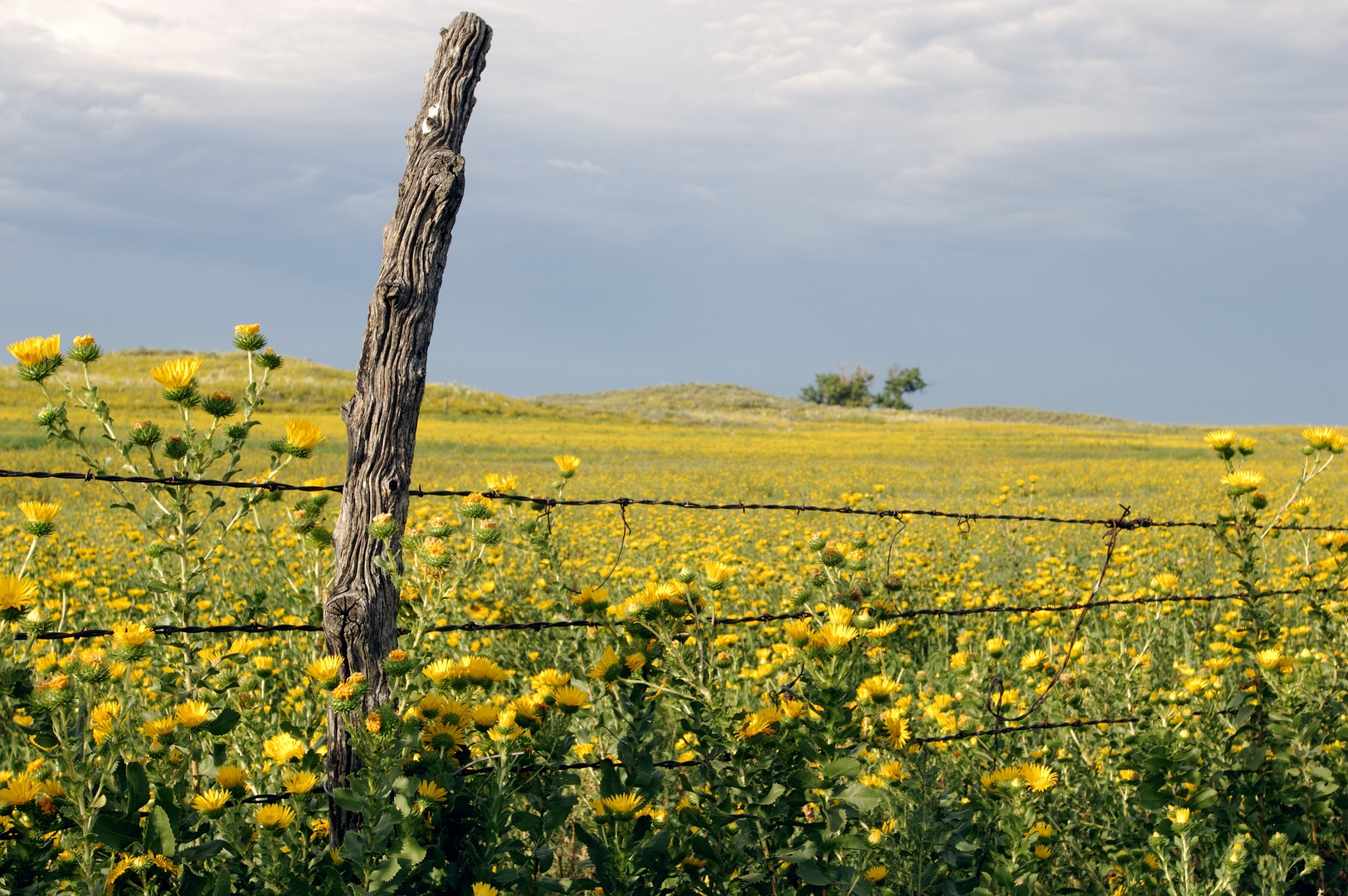 flower field kansas