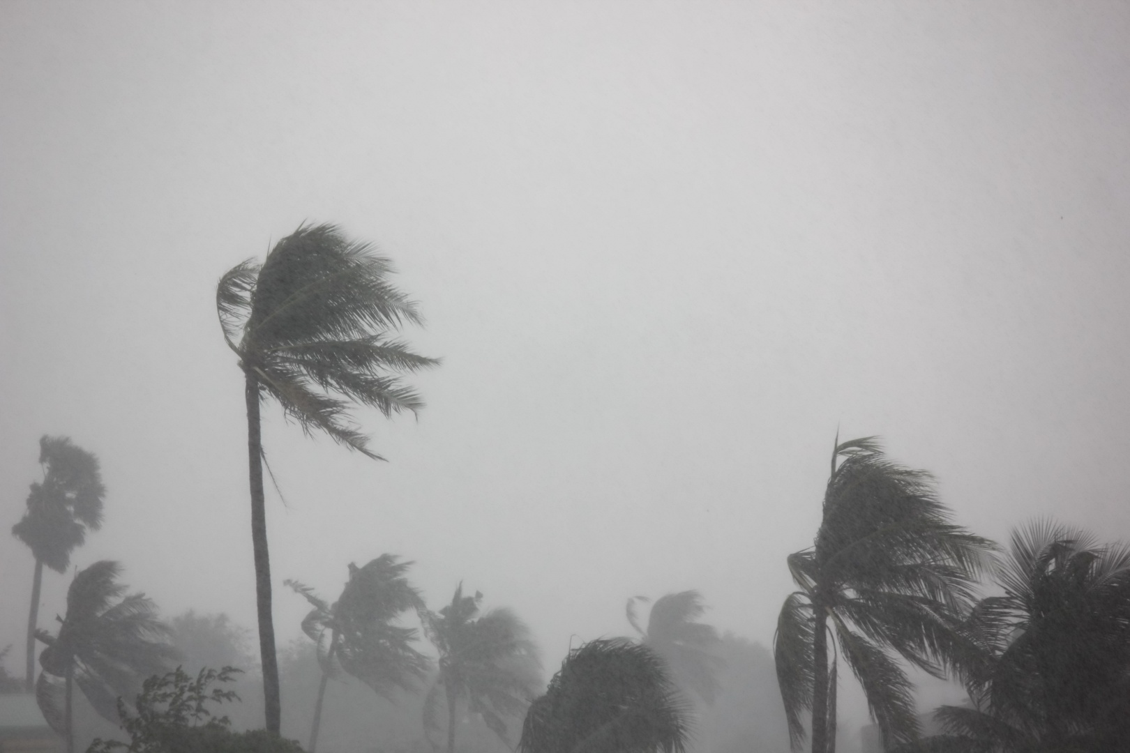 palm trees and hurricane