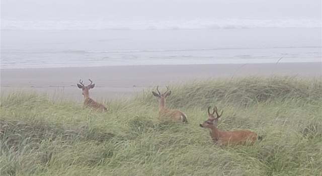 Photo of 1307 Ocean Shores Blvd S Unit N31, Ocean Shores, WA 98569