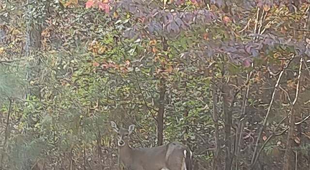 Photo of 116 Cranberry Ln Lot 110, Mooresboro, NC 28114