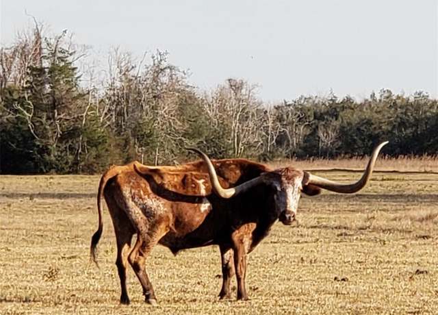 Property at 8500 Fm-2004, Hitchcock, TX 77563