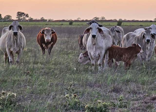 Property at N/A Old Columbus Rd N, Sealy, TX 77474