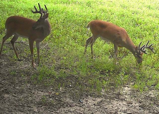 Property at TBD2 County Road 19, Garwood, TX 77442