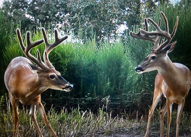 Property at TBD Off Fm 2781, Kennard, TX 75847