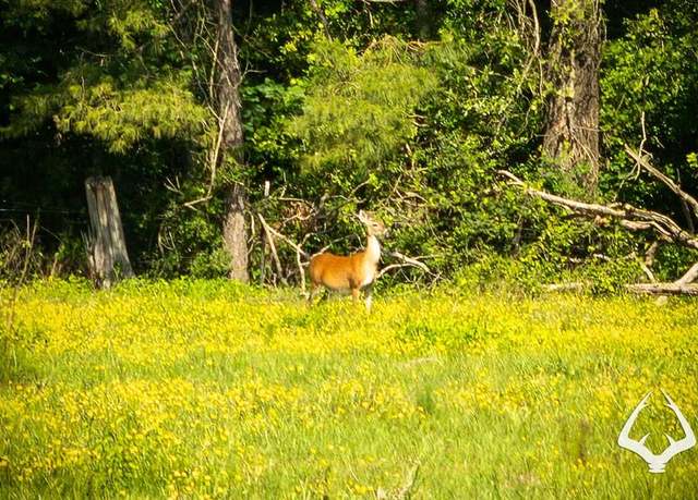 Property at 00 County Road 3253 E, Garrison, TX 75946