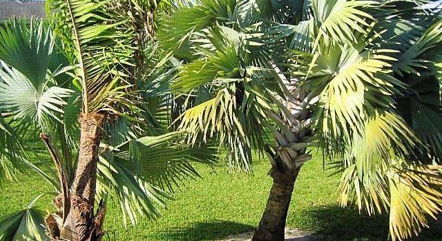 Photo of 339 Tilford P, Deerfield Beach, FL 33442