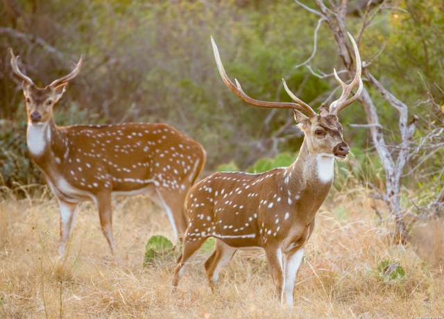 Property at LOT 29 Vaquero Pass, Boerne, TX 78006