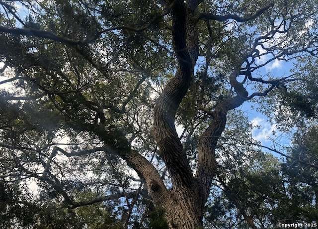 Property at 247 Longwood, New Braunfels, TX 78132