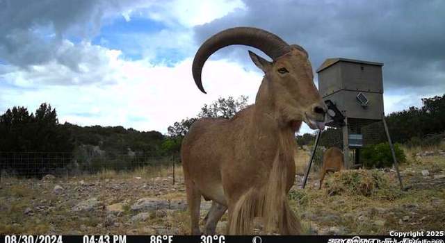 Photo of TBD SD 45650, Rocksprings, TX 78880