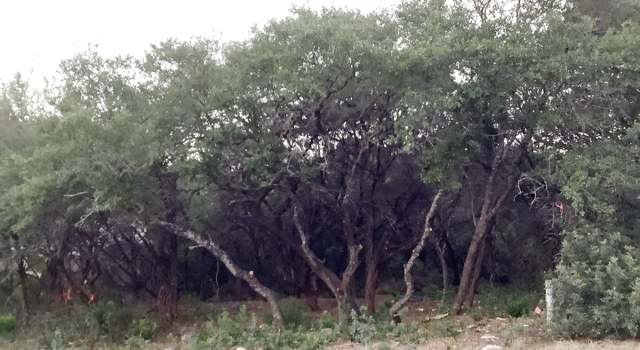 Photo of 16811 Fox Rdg, Helotes, TX 78023