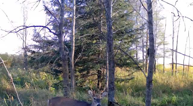 Photo of Lot A 316th St, Clarissa, MN 56440