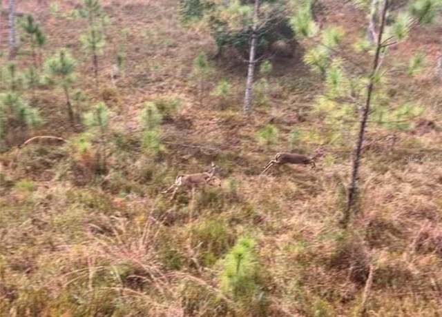 Property at Buck Run Dr, Paisley, FL 32767