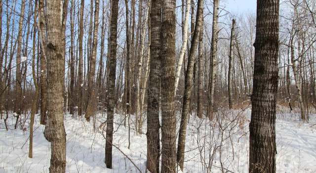 Photo of +/-40 Acres 10th Ave, Lublin, WI 54447