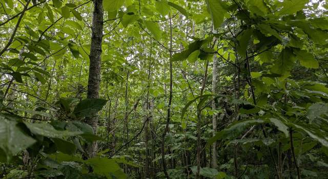 Photo of 80 Acres on County Line Rd, Brule, WI 54820
