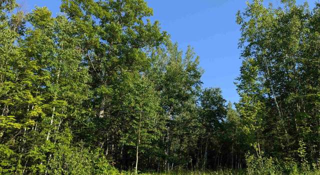 Photo of 11 Acres on State Highway 13, Port Wing, WI 54865