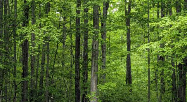 Photo of 00 Starvation Lake Rd Lot : 125, Mancelona, MI 49659