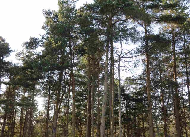 Property at A Spruce Hollow Trce, Fife Lake, MI 49633