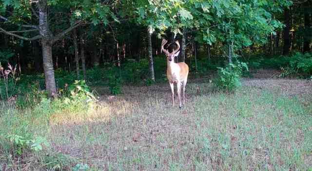 Photo of 00 Squaw Creek Rd Rd, Fostoria, MI 48435