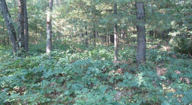 Photo of Lot 137&138 Tabor Ave, Interlochen, MI 49643