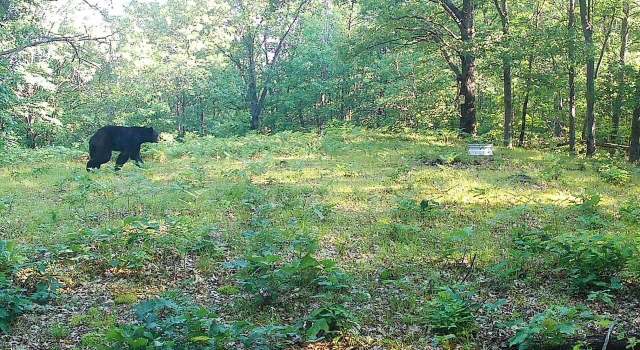 Photo of V/L N Hawkins Rd, Luther, MI 49656