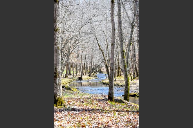 summertown chat Bid on auction property 3700 buffalo rd summertown tennessee, 38483 for free register today to find other auction properties in tennessee. summertown chat Bid on auction property 3700 buffalo rd summertown tennessee, 38483 for free register today to find other auction properties in tennessee.