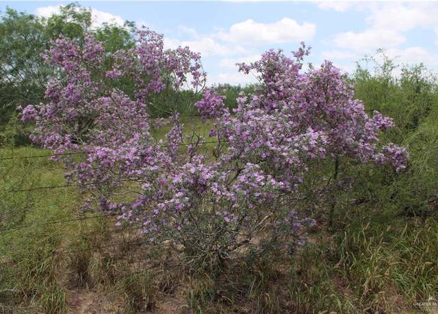 Property at 0 Medanitos Rd, San Isidro, TX 78536