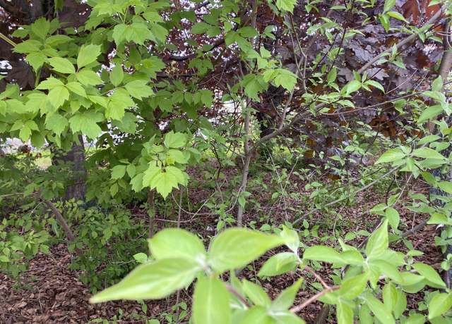 Property at Hillsboro St #0, Berlin, NH 03570