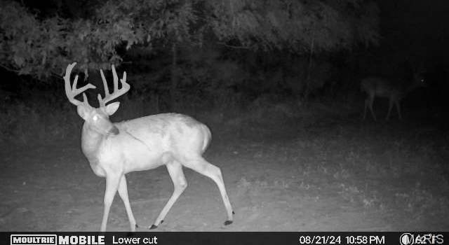 Photo of 43 +/- Acres Monroe County Rd 445, Stoutsville, MO 65283