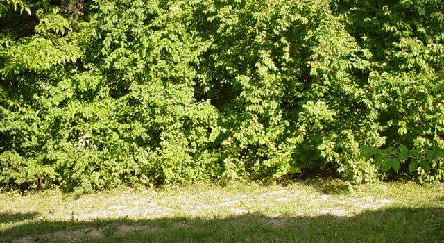 Photo of 1586 Lienemann Dr, St Peters, MO 63303