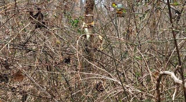 Photo of 0 White Gravel Mcdaniel Rd, Madison Twp, OH 45653