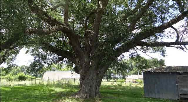 Photo of 821 Valverda Rd, Maringouin, LA 70757