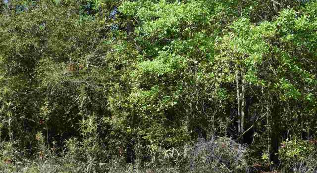 Photo of Lot 18 Aydell Ln, French Settlement, LA 70733