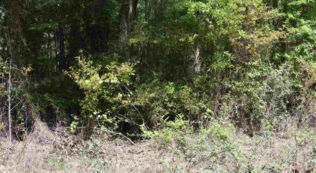 Photo of Lot 19 Aydell Ln, French Settlement, LA 70733
