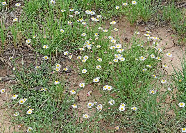 Property at Lot 17 Rio Grande Ests #10, Rio Communities, NM 87002