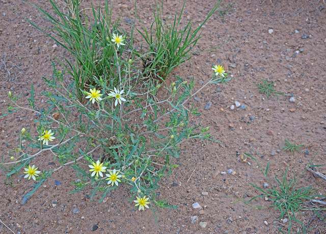 Property at Lot 125 Rancho Rio Grande Unit 11e, Los Lunas, NM 87031