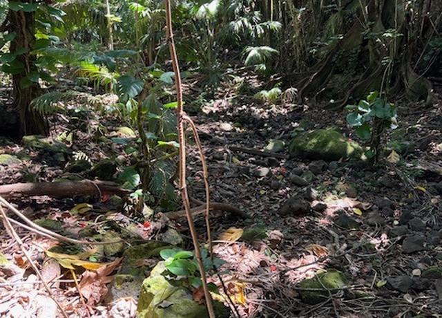 Property at LAUPAHOEHOE, HI 96764, Laupahoehoe, HI 96764