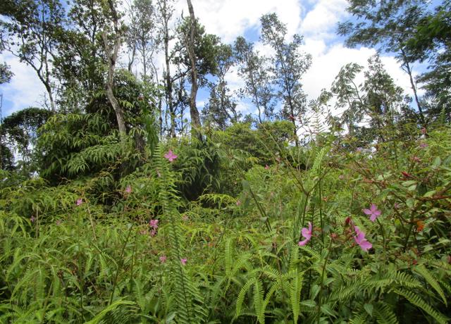 Property at Lehua Rd, Pahoa, HI 96778