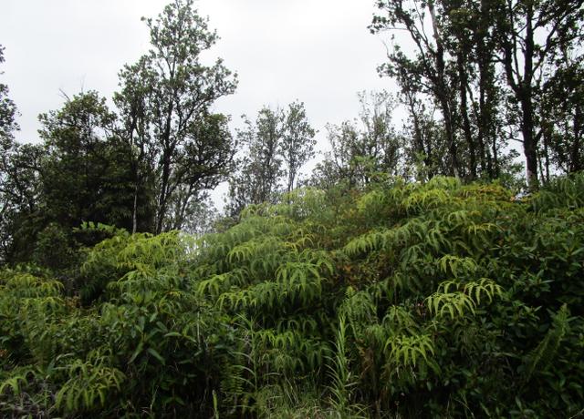 Property at Malia Aina Rd, Volcano, HI 96785