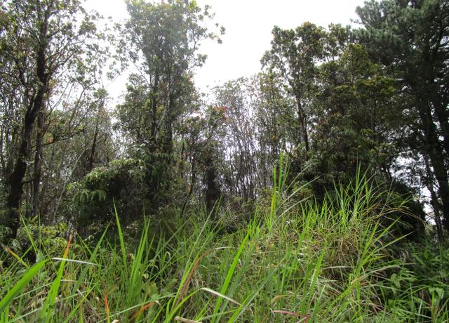 Property at Ala Kapena, Volcano, HI 96785