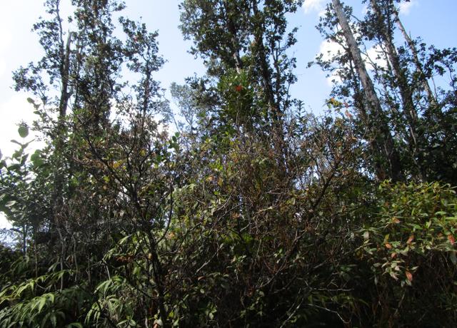 Property at Pukalani Dr, Pahoa, HI 96778