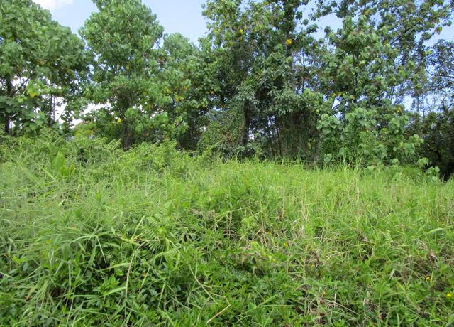 Property at Kupulau Rd, Hilo, HI 96720