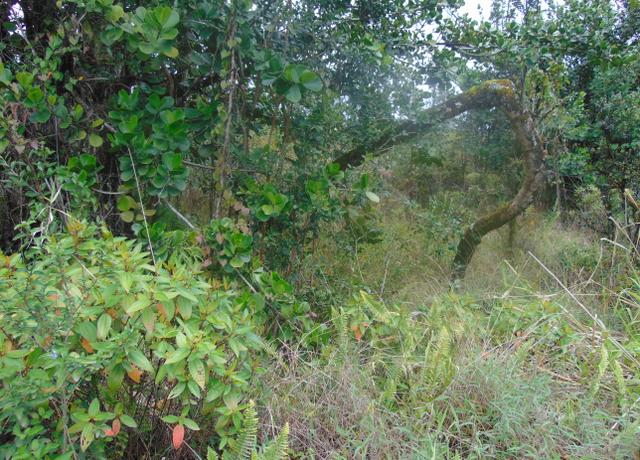 Property at 16-1947 37th Ave, Kurtistown, HI 96760