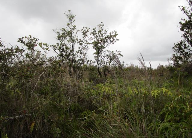 Property at Omeka Rd, Volcano, HI 96785