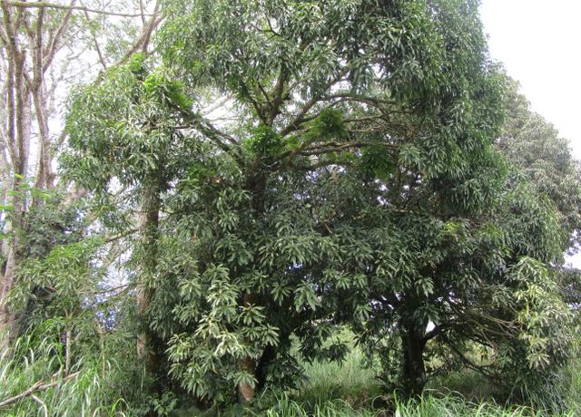 Property at Makuu Dr, Keaau, HI 96749