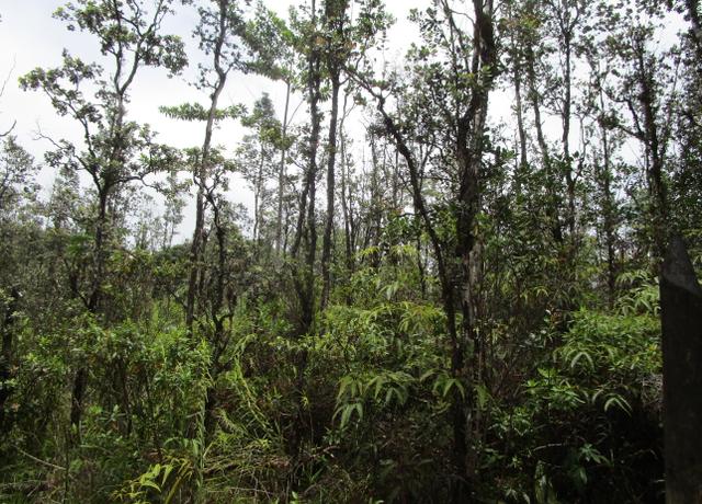 Property at Road 9 (koloa Maoli), Kurtistown, HI 96760