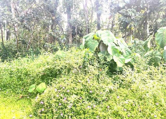 Property at Oio St, Pahoa, HI 96778