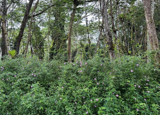 Property at Ala Ohia St, Volcano, HI 96785