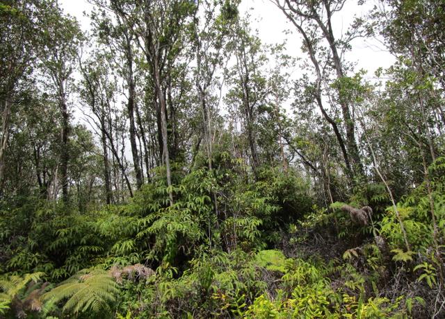 Property at Kokokahi Rd, Volcano, HI 96785