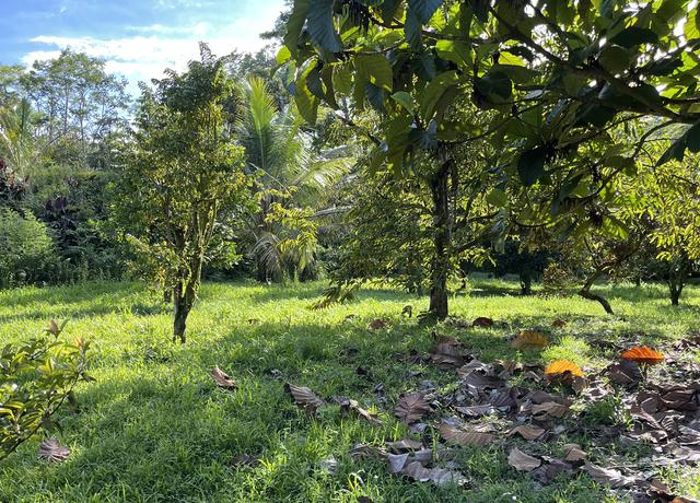 Property at Pahoa Kalapana Rd, Pahoa, HI 96778