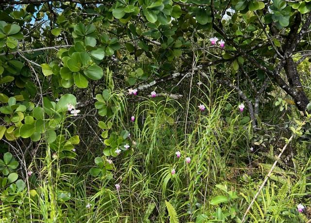 Property at Plumeria Rd, Pahoa, HI 96778